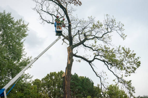 Professional  Tree Services in Watertown, MN